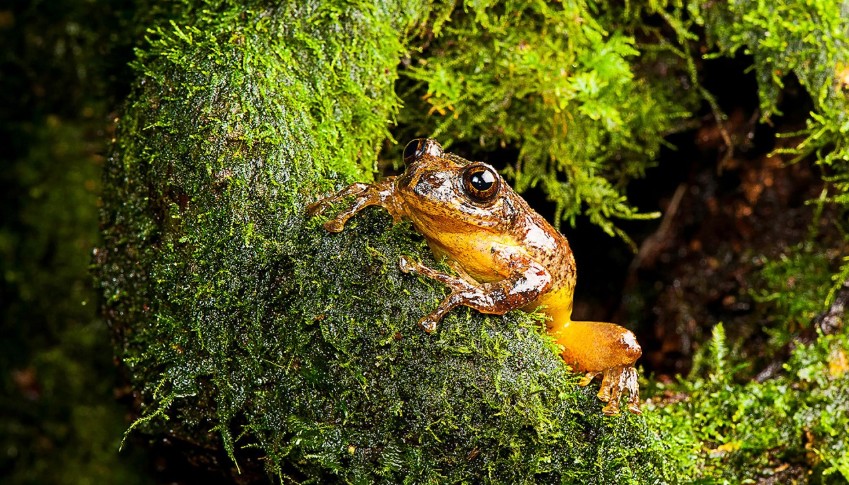 ხის ბაყაყის ორგანიზმში სიმსივნის საწინააღმდეგოდ მოქმედ ბაქტერიას მიაგნეს