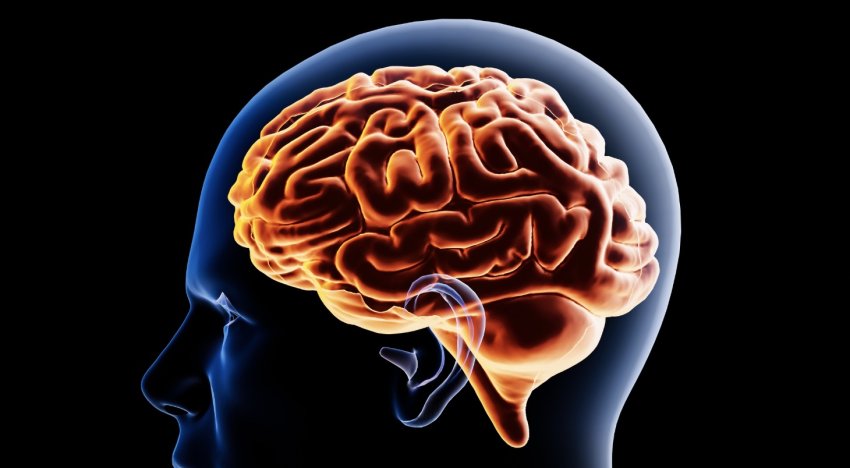 შექმნეს მკურნალობის ახალი მეთოდი, რომელიც ინსულტის შემდეგ თავის ტვინს იცავს